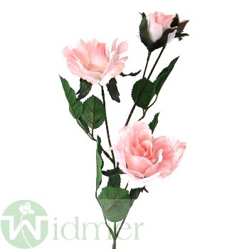 Rose x4 3-7/45 cm