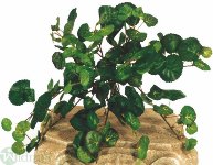 Pelargoniumbusch 20 cm