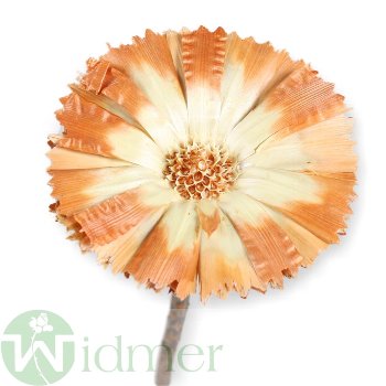 Protea Rep. ros. 6-7cm,100/Krt