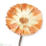 Protea Rep. ros. 6-7cm,100/Krt