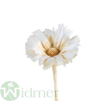 Protea Rep. ros. 6-7cm, 50/Krt
