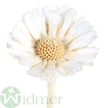 Protea Rep. ros. 8-9cm, 50/Krt