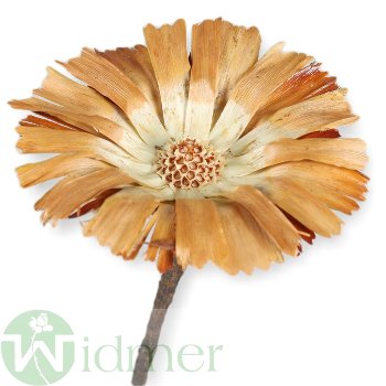 Protea Rep. ros. 8-9cm, 75/Krt