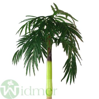 Cocospalme x1 H220/D180cm