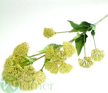 Tracheliumzweig x7 35 cm