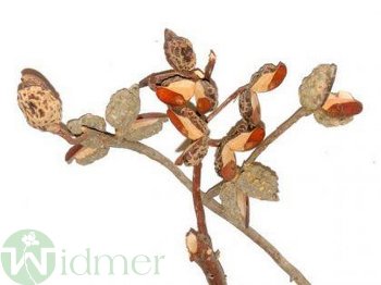 Hakea, 30Stk/Krt
