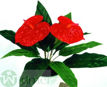 Anthurium x2 30 cm