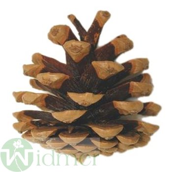Schwarzkieferzapfen 6-8cm,5Kg