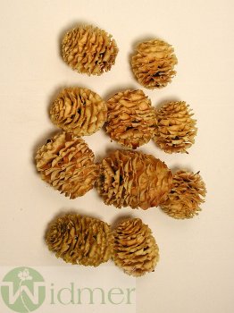 Strictum-Zapfen, 1kg/Btl