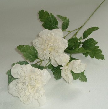 Pfingstrose 3 Bl. 50 cm