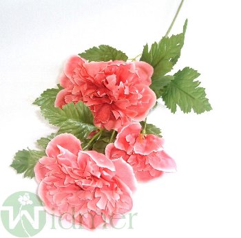 Pfingstrose 3 Bl. 50 cm