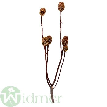 Sabulosum x4-6, 50/Krt.