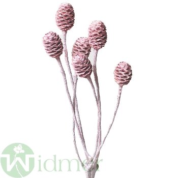 Sabulosum x4-6, 50/VE