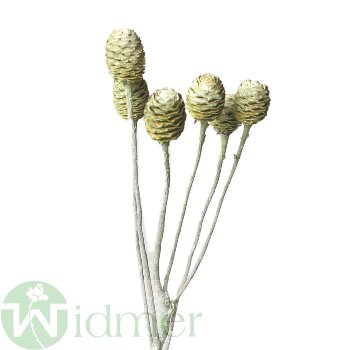 Sabulosum x4-6, 50/VE
