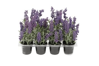 Lavendel im Topf, H15 cm