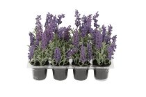 Lavendel im Topf, H15 cm