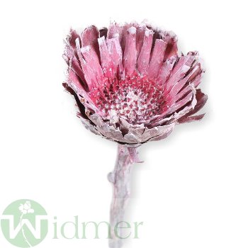 Protea Comp Ros., 100/VE