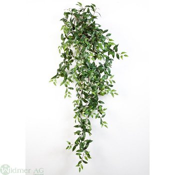 Tradescantiabusch x18, 125 cm