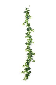 Efeugirlande 180 cm