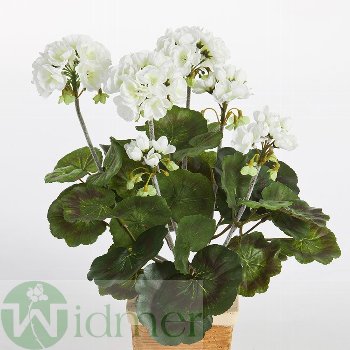 Geranium-Busch x12 33cm