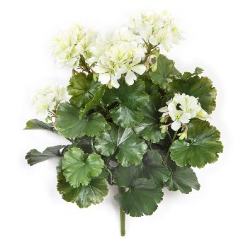 Geranium-Busch x12 33cm