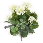 Geranium-Busch x12 33cm