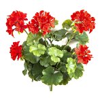 Geranium-Busch x12 33cm