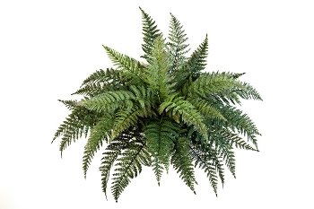 Farn-Busch x35, 55 cm