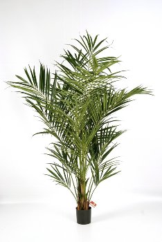 Kentiapalme 225 cm