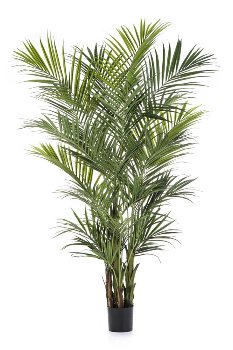Kentiapalme 260 cm