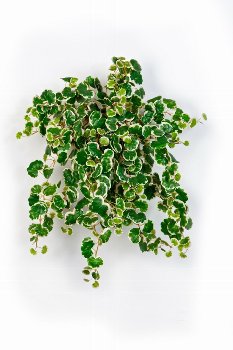 Kletterfeige- Ficus Pumila