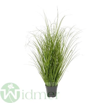 Gras im Topf H73 cm