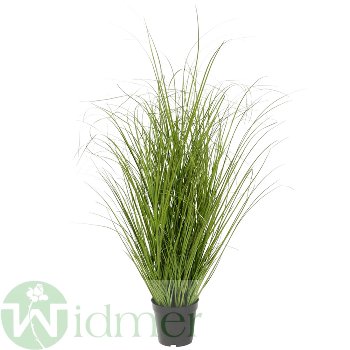 Gras im Topf H85 cm