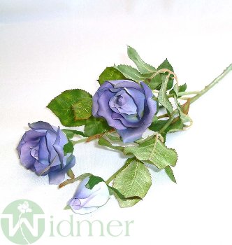 Rose x3 D6/75 cm