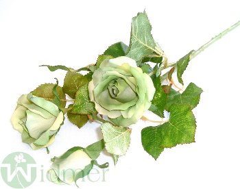 Rose x3 D6/75 cm
