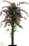 Bougainvillea Liana 170cm