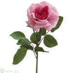 Rose 6/40 cm