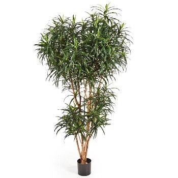 Dracena Reflexa 180 cm