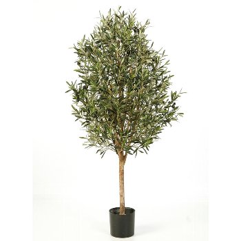 Olivenbaum m.F., 170 cm