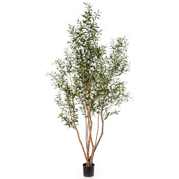 Olivenbaum m.F., 220 cm