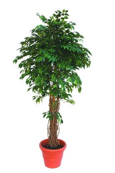 Ficus Liana 210 cm