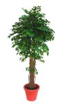 Ficus Liana 210 cm