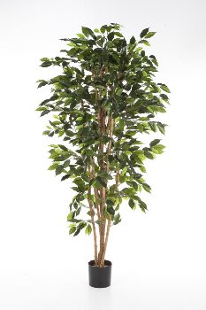 Ficus Nitida 120cm