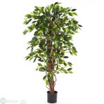 Ficus Liana 150 cm
