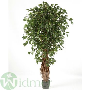 Ficus Liana 240 cm