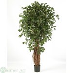 Ficus Liana 240 cm