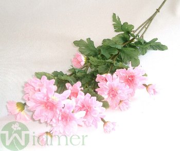 Aster 80 cm mit Laub