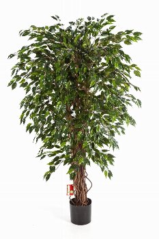 Ficus Hawaii Liana 120 cm