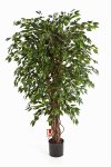 Ficus Hawaii Liana 120 cm