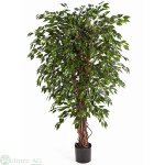 Ficus Hawaii Liana, 190 cm